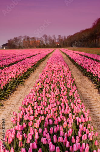 Photo: Spring tulips in Holland at dusk Spring tulips in Holland at dusk