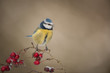 Foto: Blue Tit Blue Tit