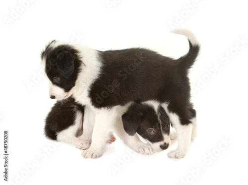 Photo: Playful border collie puppies Playful border collie puppies