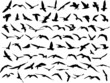 seagull