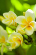 Three frangipani flowers