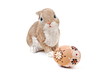 bunny with easter egg
