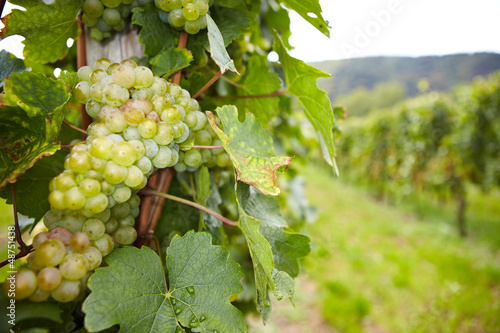 Photo: Weinstock mit Riesling-Weißwein-Trauben Weinstock mit Riesling-Weißwein-Trauben