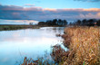 wild little pond in morning