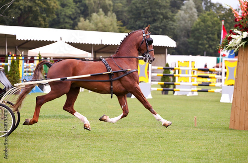 Photo: horse runs in ring horse runs in ring