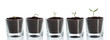 Plant evolution