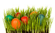 Foto: Easter eggs in grass grown indoors Easter eggs in grass grown indoors