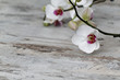 Orchidee auf altem Holz
