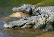 American Alligators   of  Florida