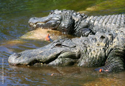 Photo: American Alligators of Florida American Alligators of Florida