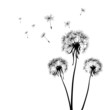 dandelions
