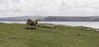 schaf mit küste im norden von schottland