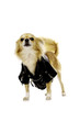 Chihuahua Wearing a Black Leather Jacket