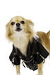 Chihuahua Wearing a Black Leather Jacket