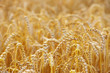 Photo: wheat field wheat field