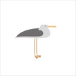 seagull