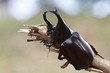 Scarab beetle