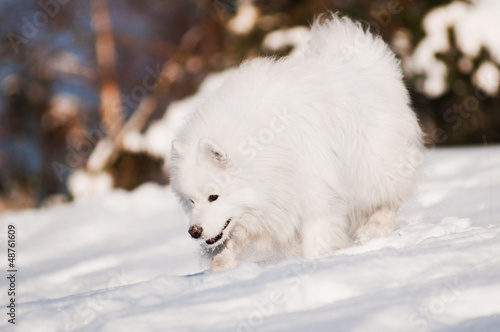 Photo: samoyed dog sniffing snow samoyed dog sniffing snow