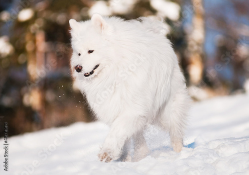 Photo: beautiful samoyed dog walking outdoors beautiful samoyed dog walking outdoors
