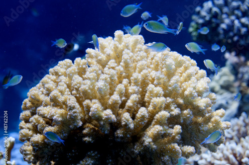 Photo: Red Sea corals house for Fishes close up portrait Red Sea corals house for Fishes close up portrait