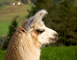 Foto: Lama Lama