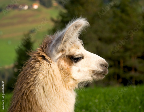 Photo: Lama Lama