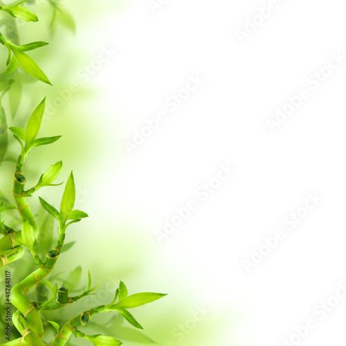  Bamboo and green leaves, background