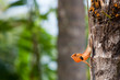 Calotes Versicolor