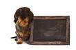 Dackel hält Kreidetafel