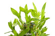 A lucky bamboo plant on a white background
