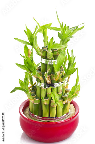 Photo: A lucky bamboo plant on a white background A lucky bamboo plant on a white background