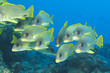Sweet lips fish  in the blue background