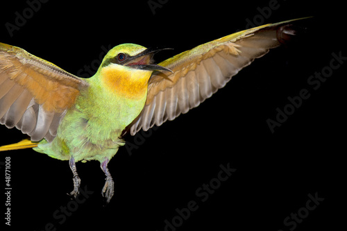 Photo: A bee eater in the black background A bee eater in the black background