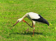 Stork