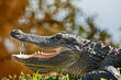 Florida Gator