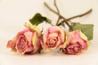 getrockene Rosen