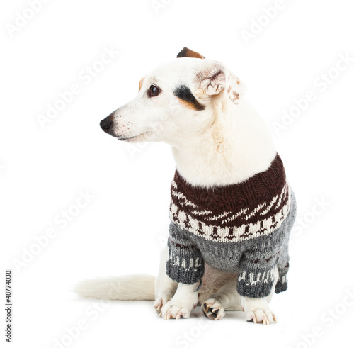 Photo: Jack russell sitting with sweater Jack russell sitting with sweater