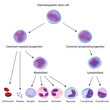 Haematopoiesis, eps10