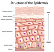 Vector: Epidermis of the skin, eps8 Epidermis of the skin, eps8