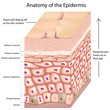 3d anatomy of the epidermis, eps8