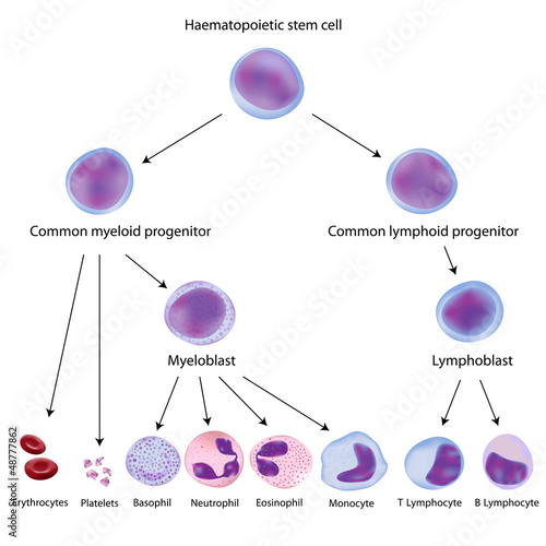 Vector: Haematopoiesis, eps10 Haematopoiesis, eps10