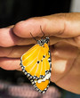 Plain tiger