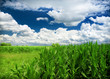 Corn Field