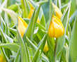 Colorful Tulips in Garden