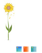 Sonnenblume