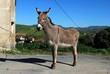 Photo: Tethered donkey, Andalusia © Arena Photo UK Tethered donkey, Andalusia © Arena Photo UK