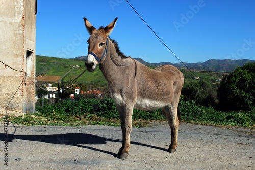 Photo: Tethered donkey, Andalusia © Arena Photo UK Tethered donkey, Andalusia © Arena Photo UK
