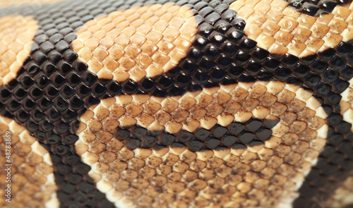 Photo: Ball Python close up Ball Python close up