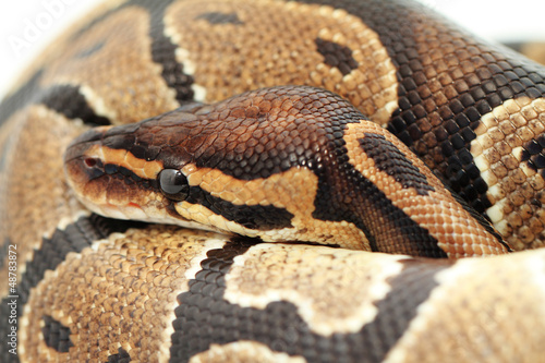 Photo: Ball Python close up Ball Python close up
