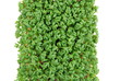Fresh cress salad